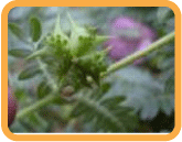 maca_charac2_03.gif